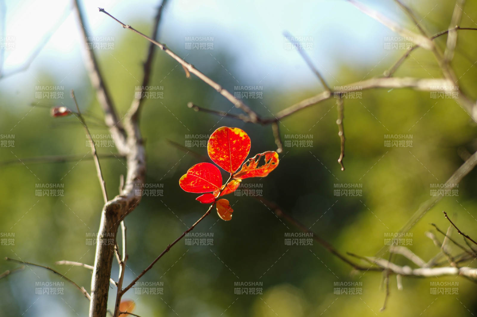 秋叶红艳枝头图片