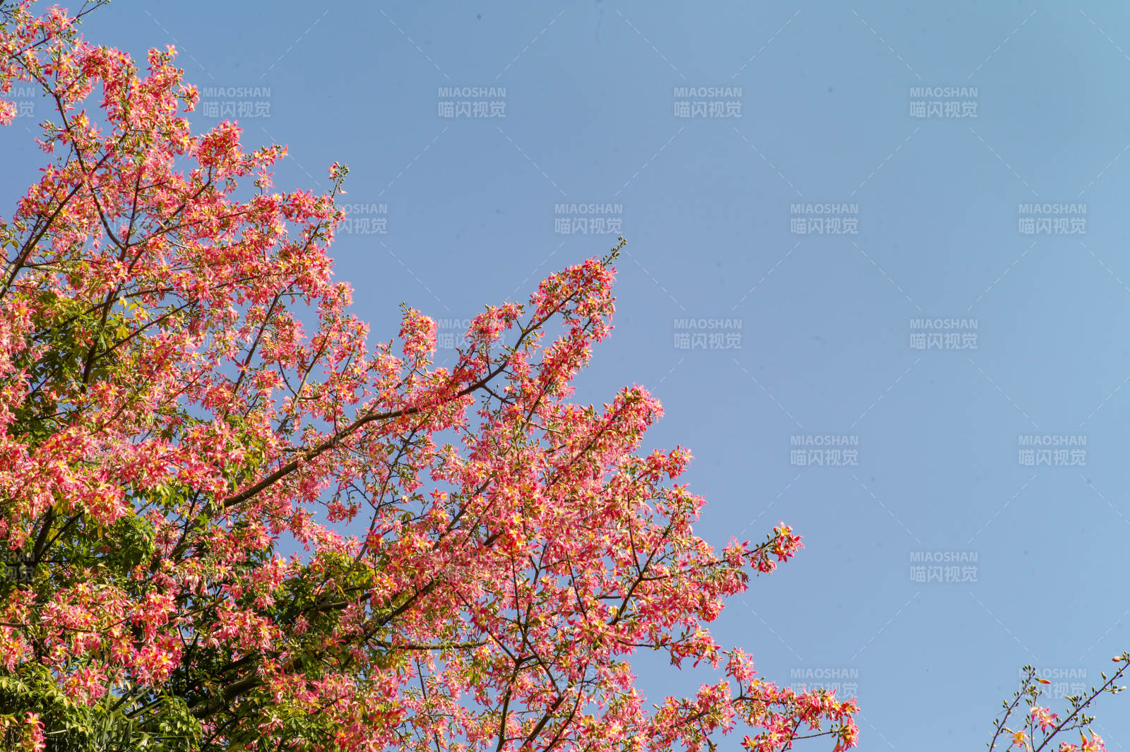 福安的异木棉美丽绽放图片