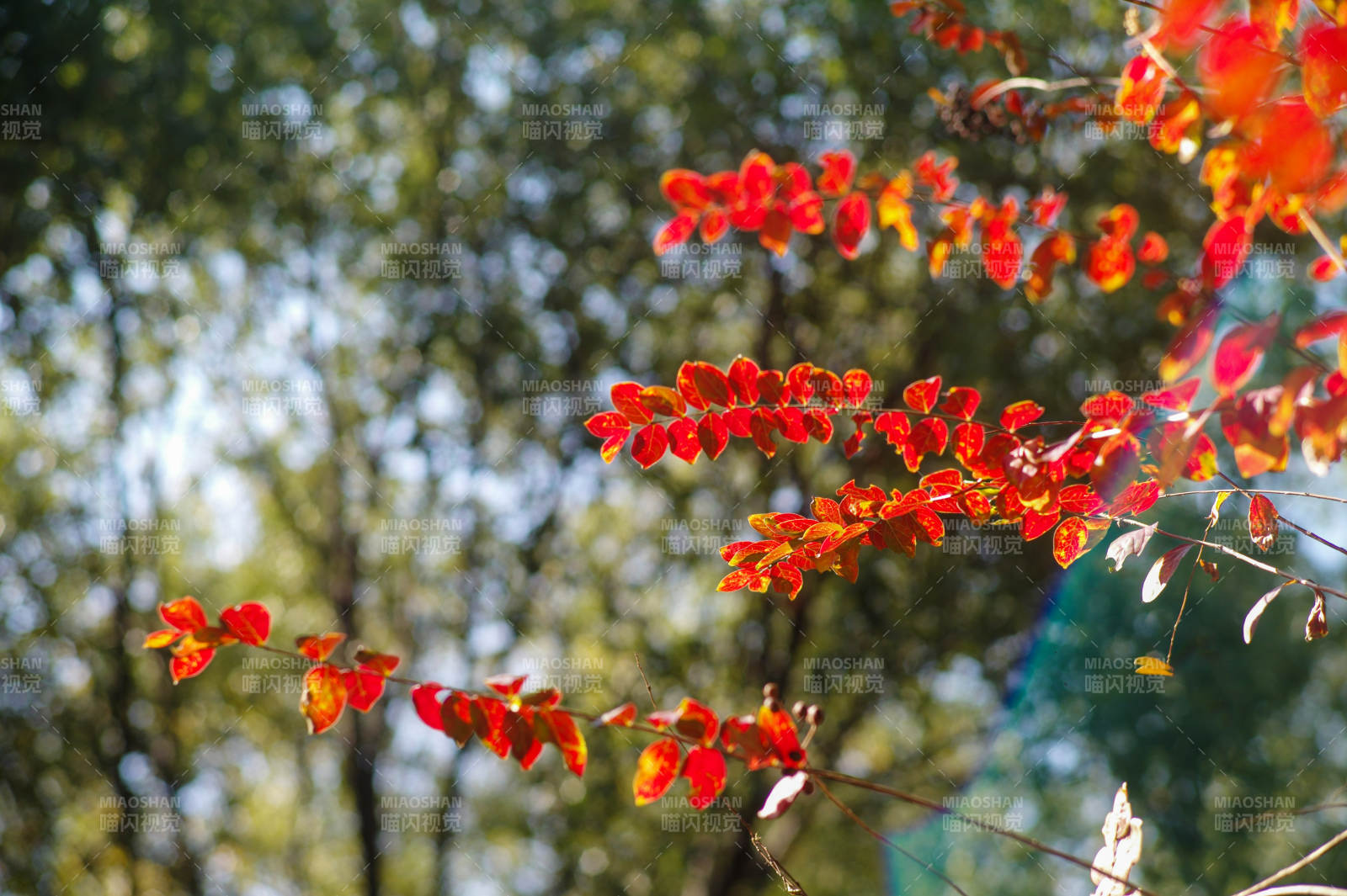 秋叶红艳枝头图片