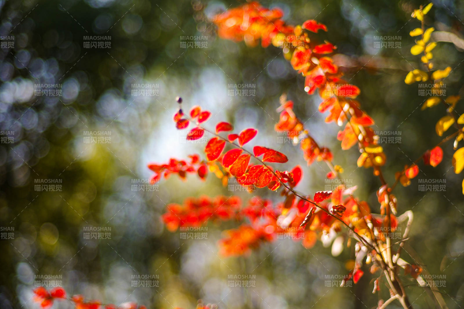 秋叶红艳枝头图片