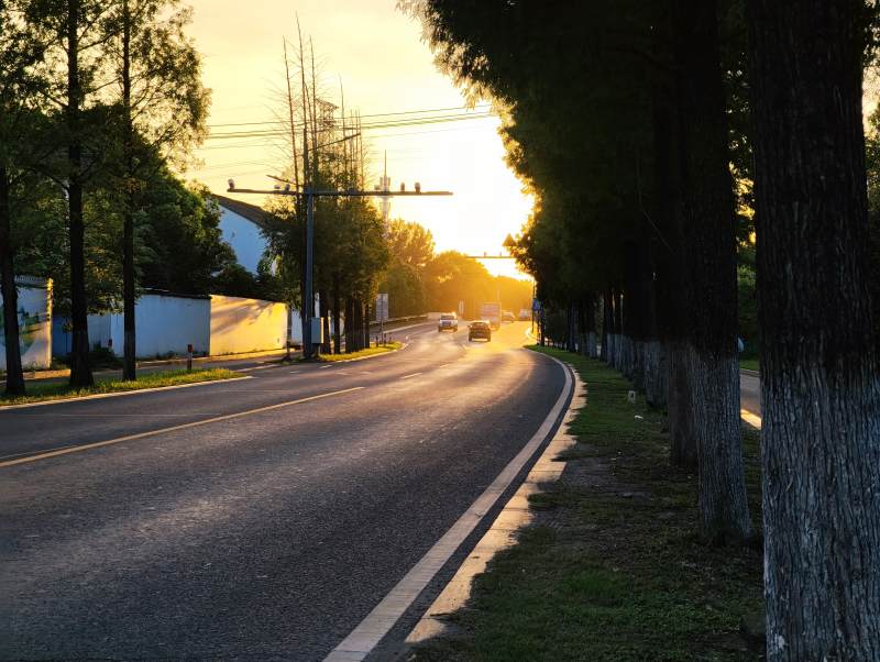 夕阳下的林荫道，图片