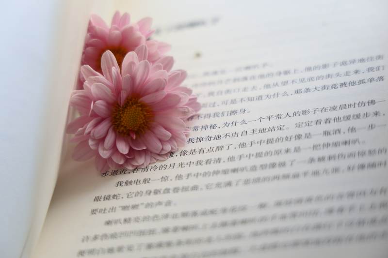 书页上的粉色花图片