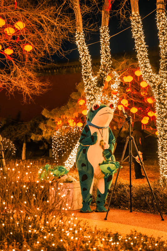 夜灯下的青蛙表演图片