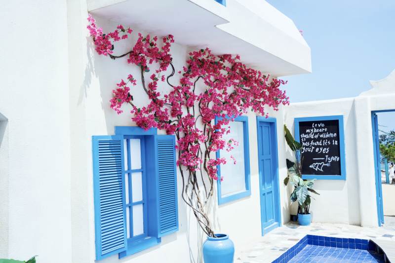 蓝窗白墙花影摇图片