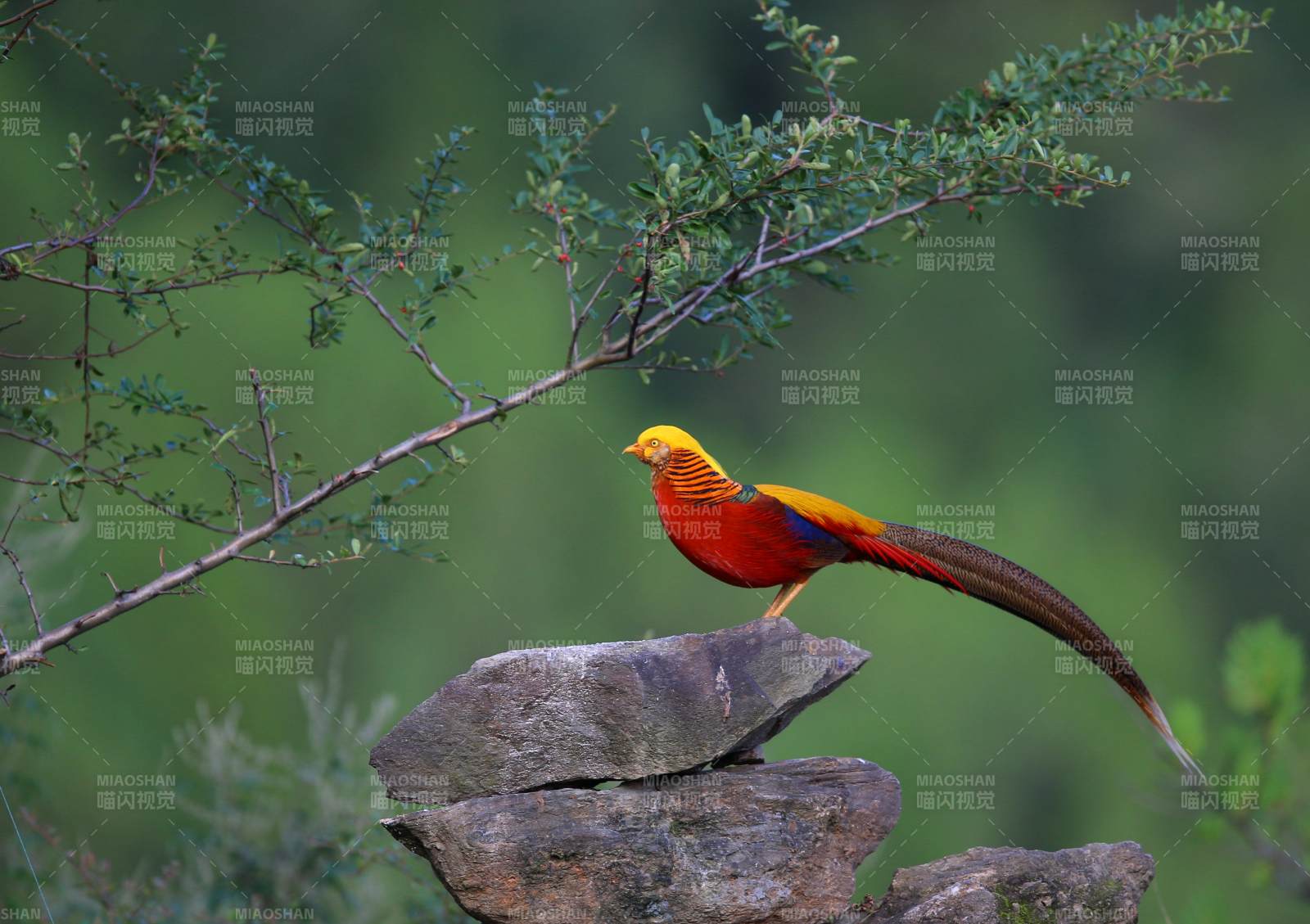 锦鸡栖石枝头图片