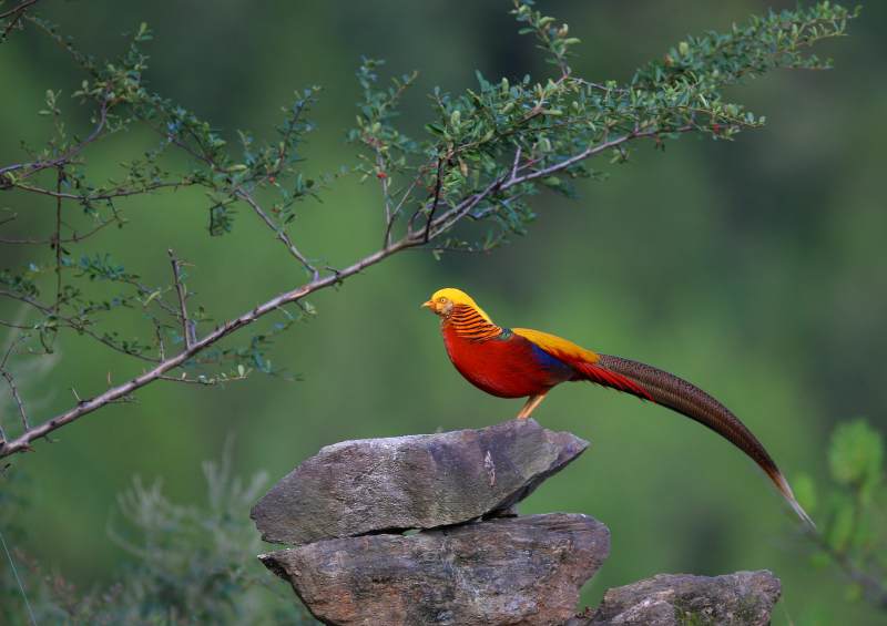 锦鸡栖石枝头图片