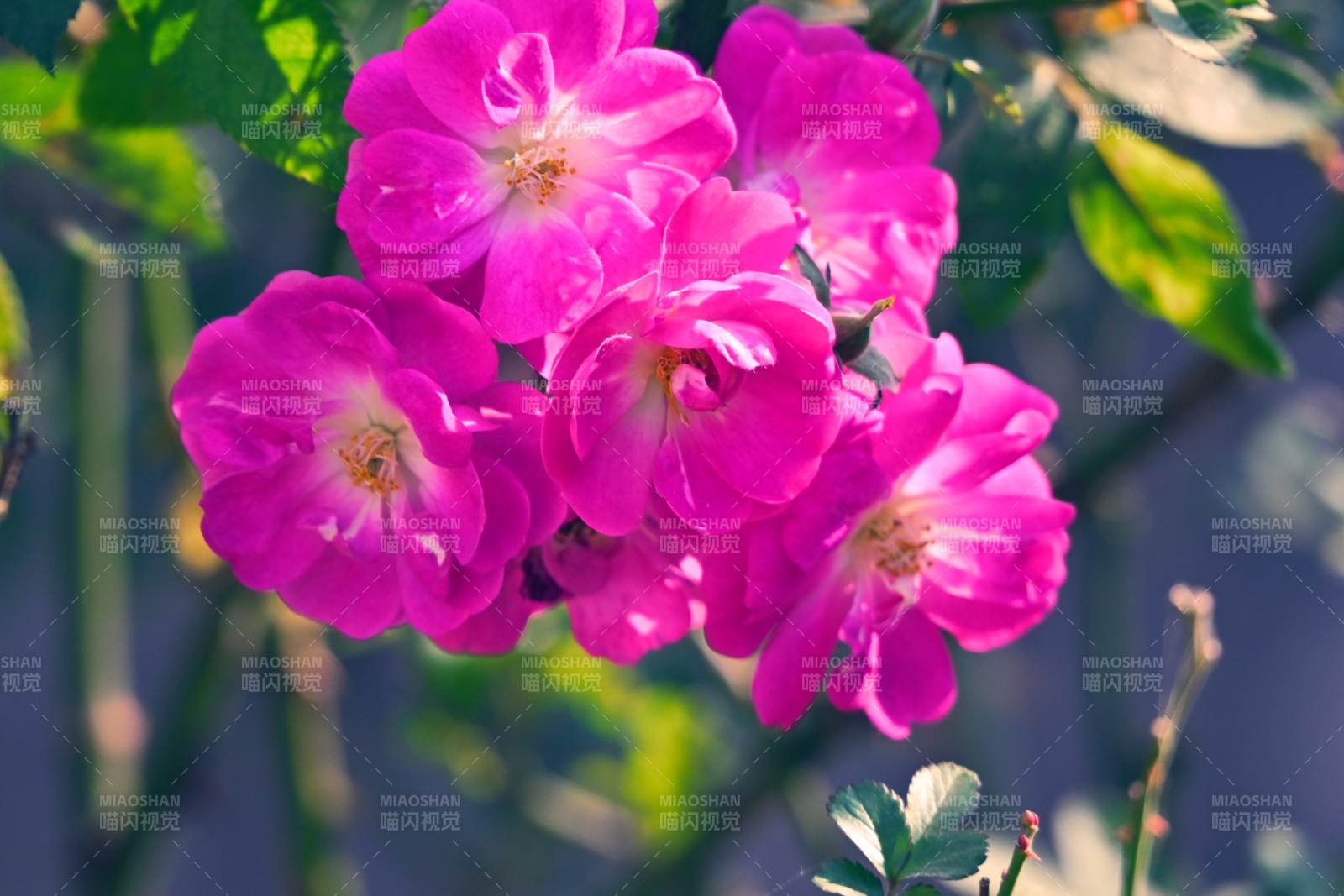 粉红玫瑰绽放图片