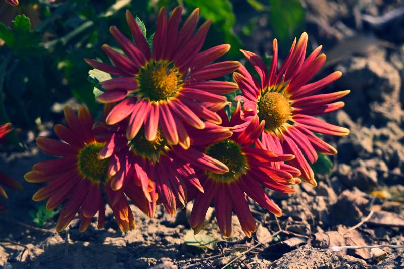 红菊绽放于阳光下图片