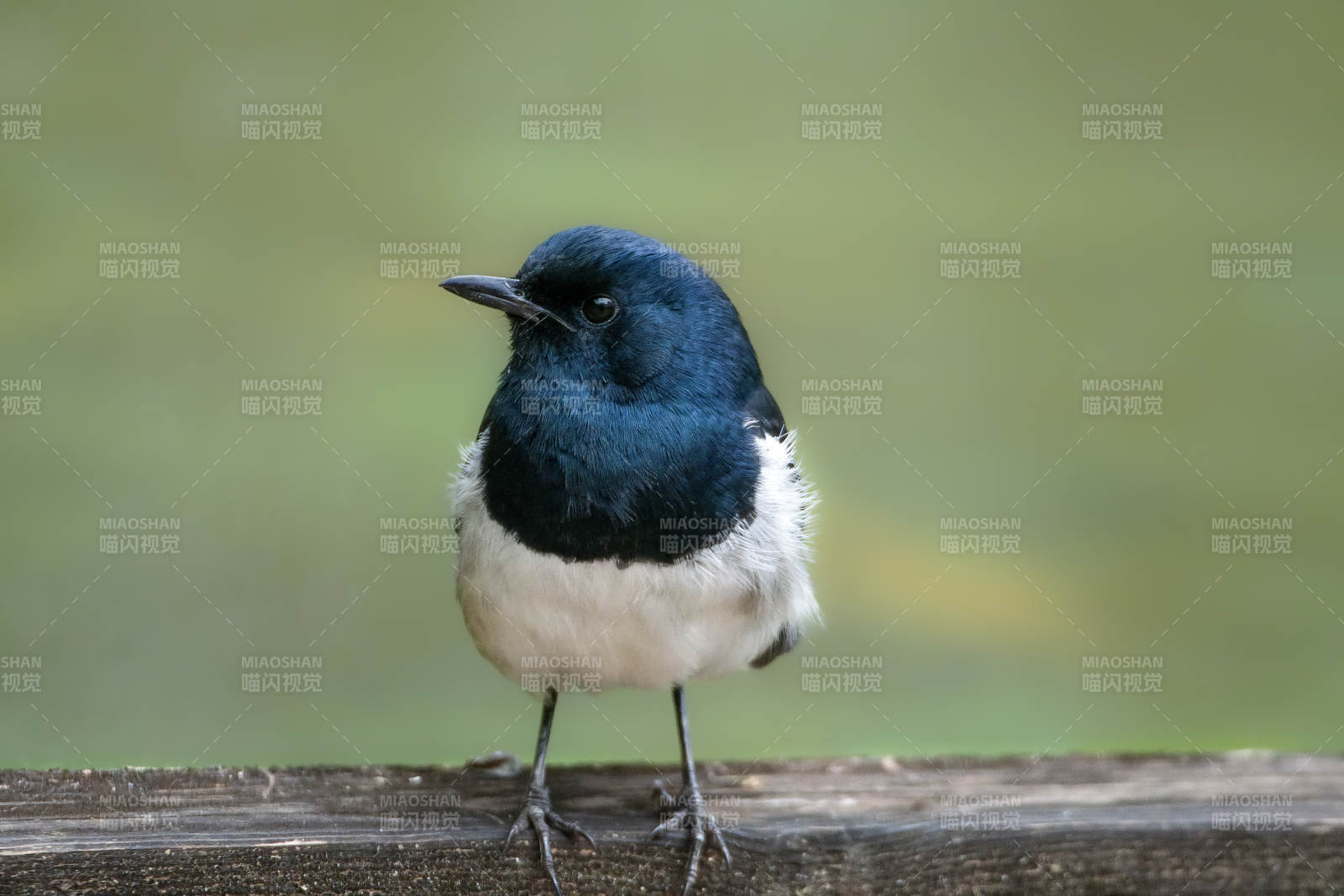 鹊鸲栖息在木栏上图片