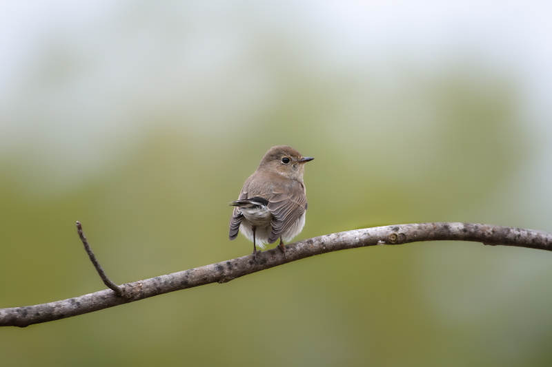 红喉姬鹟栖息枝头图片