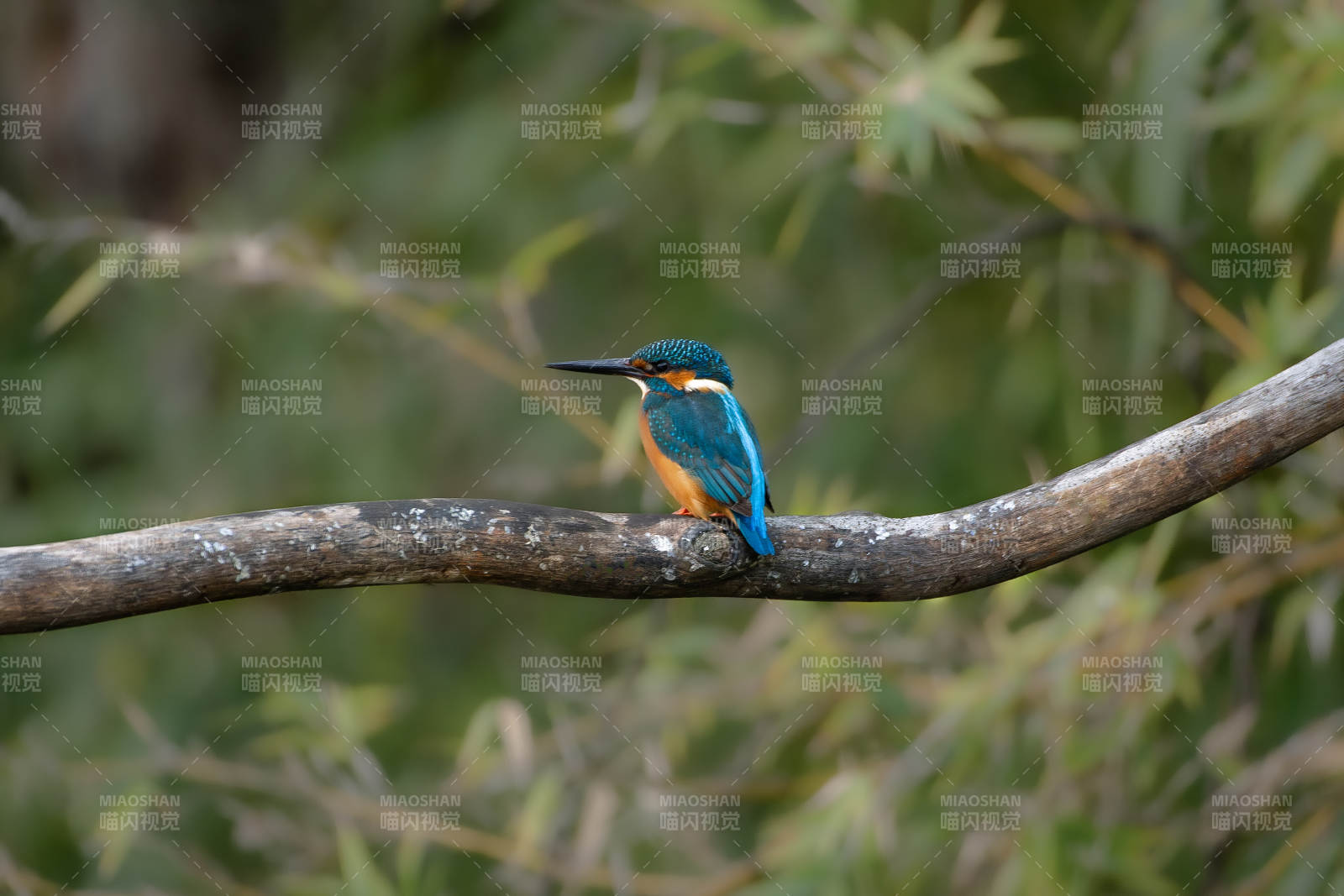 翠鸟栖枝 静谧自然图片
