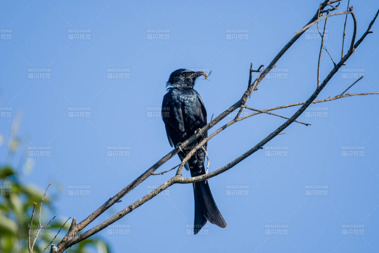 黑卷尾栖息枝头与蓝天为伴图片