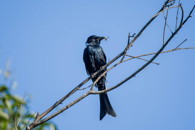 黑卷尾栖息枝头与蓝天为伴图片