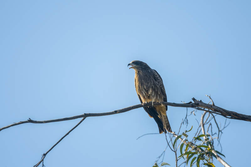 鹰栖枝头望远方图片