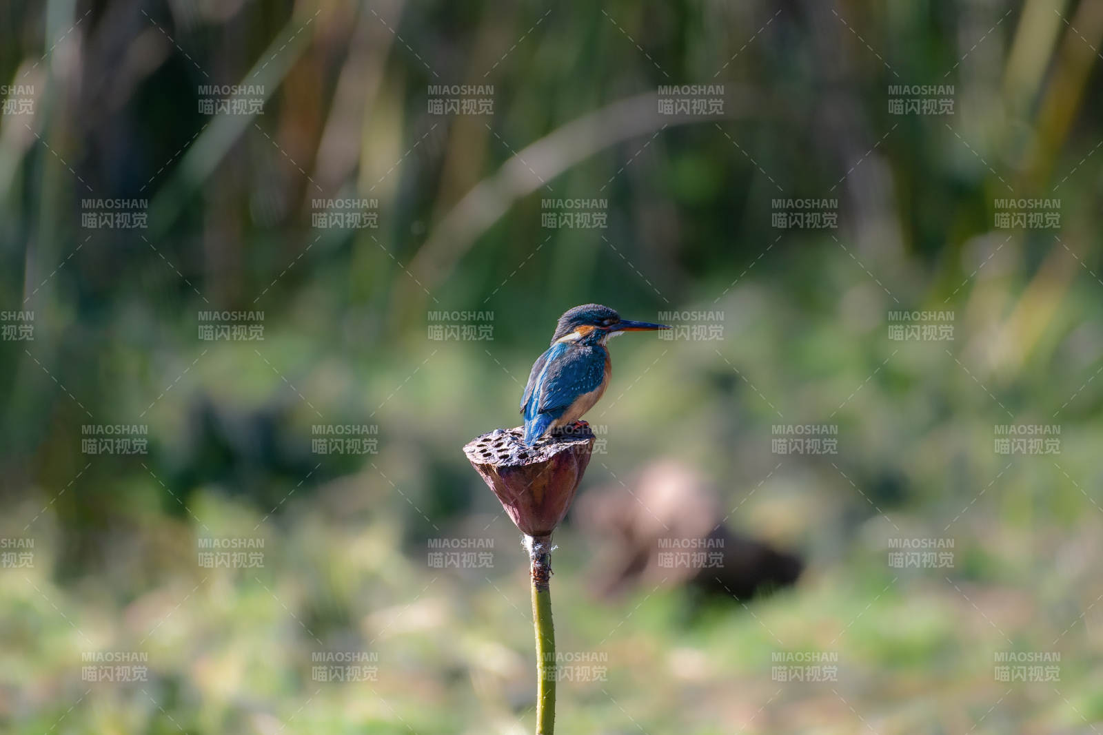 翠鸟栖息莲蓬上图片