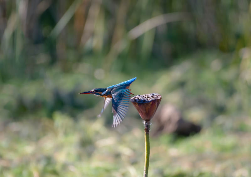 翠鸟掠过莲蓬图片