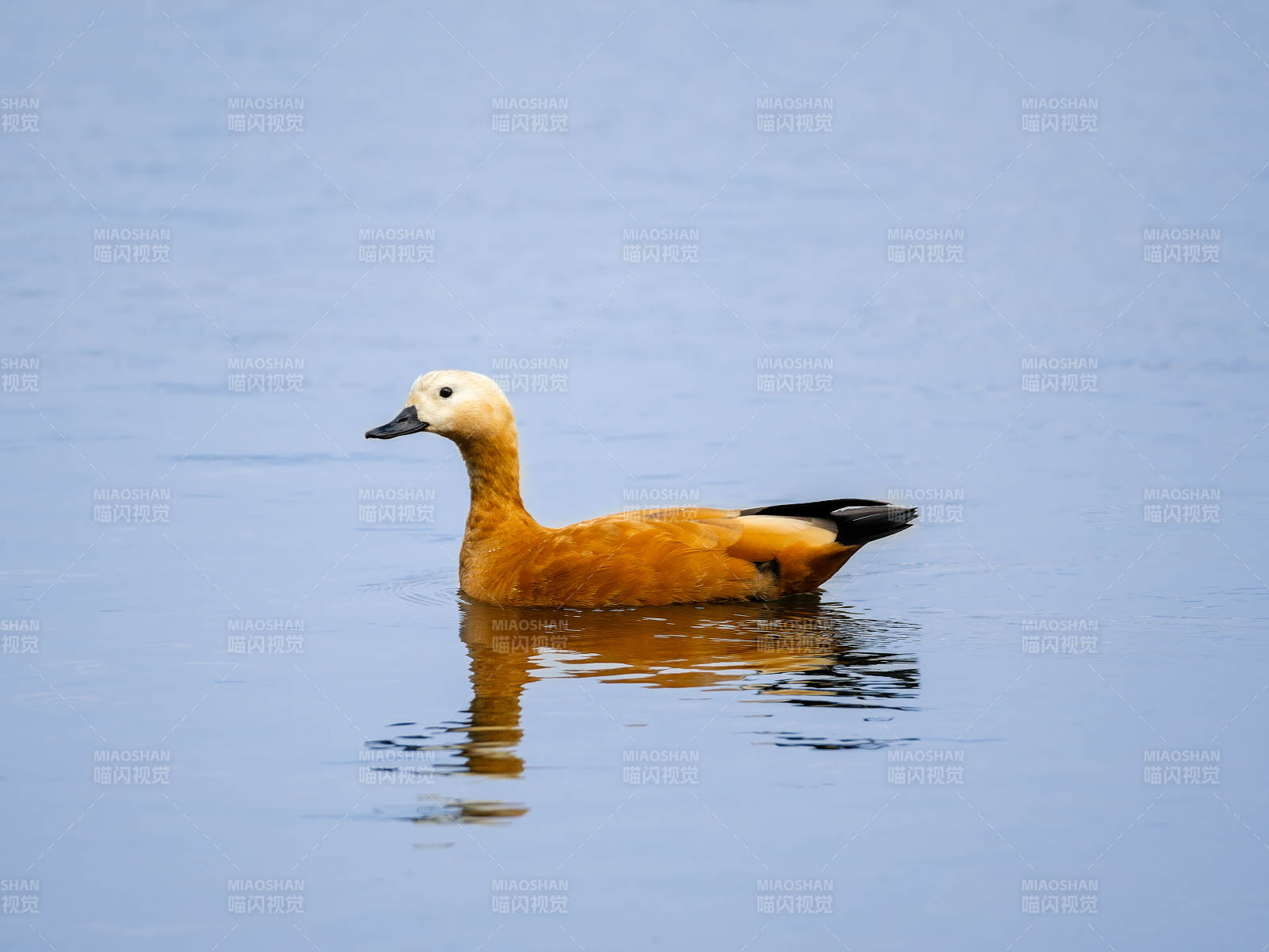 赤麻鸭静游湖面图片