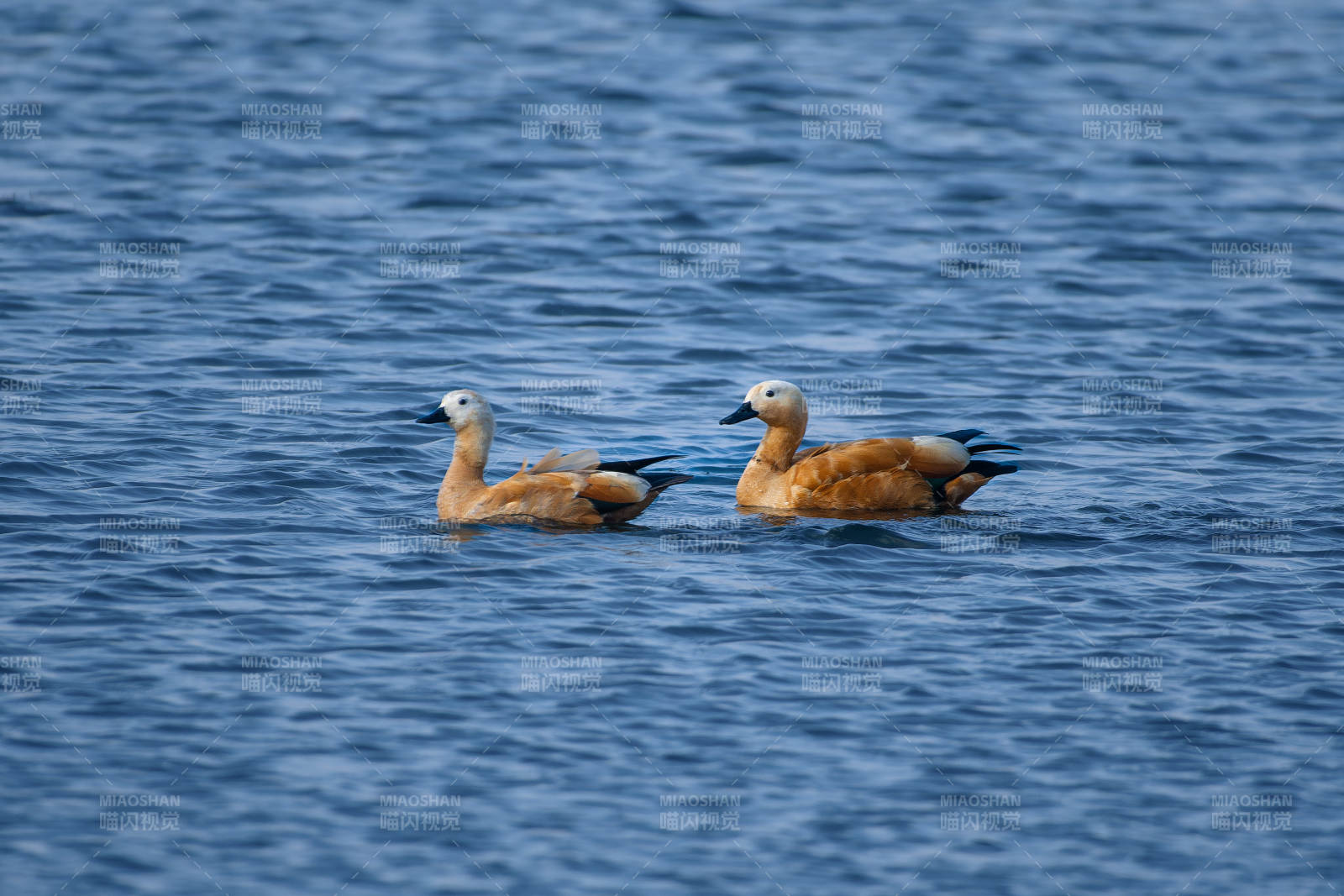 两只赤麻鸭游水图片