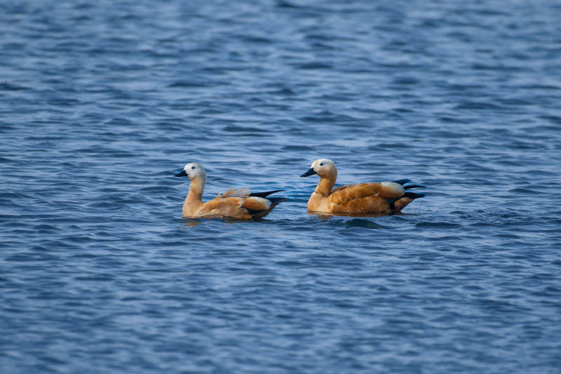 两只赤麻鸭游水图片