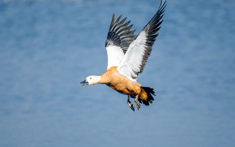 飞翔的赤麻鸭图片