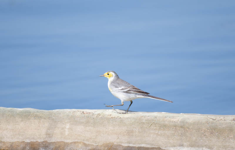 黄头鹡鸰静立石上图片