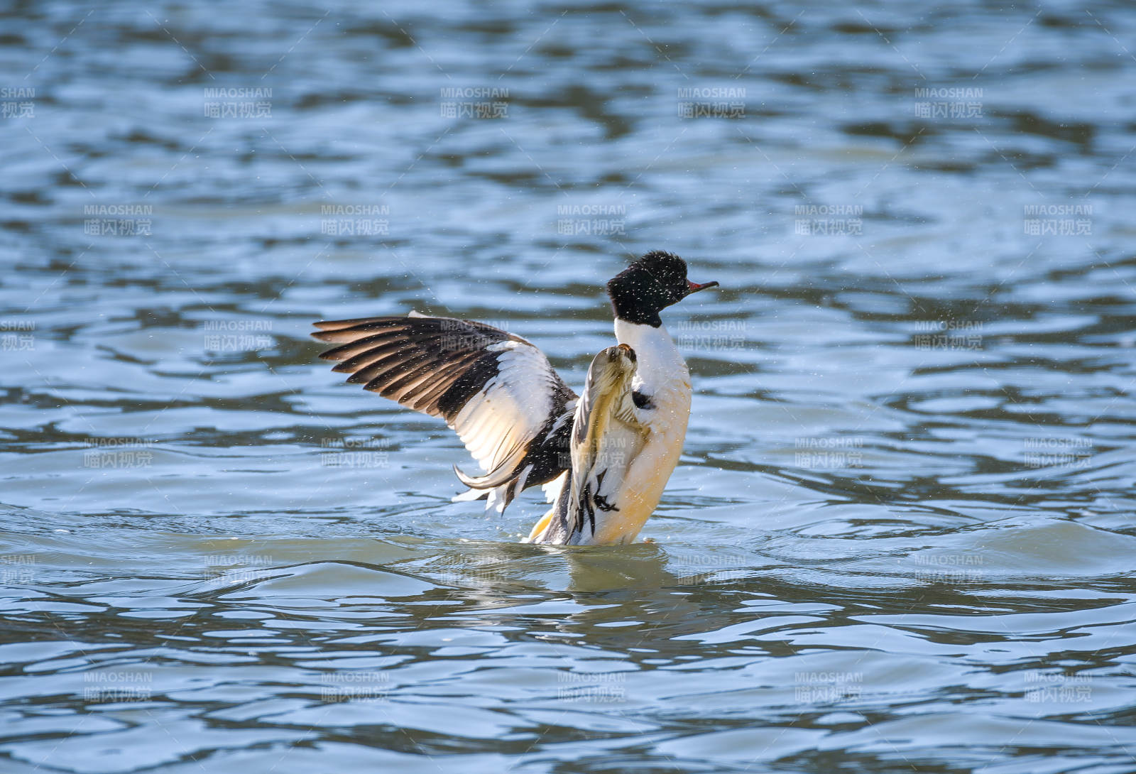 鸭子水中展翅图片