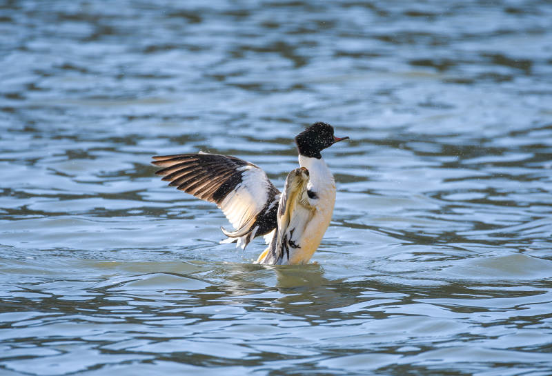鸭子水中展翅图片