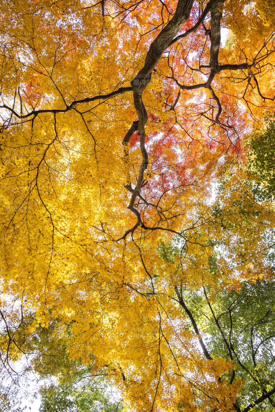 秋叶绚烂 树影婆娑图片