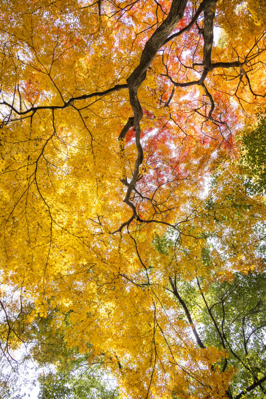 秋叶绚烂 树影婆娑图片