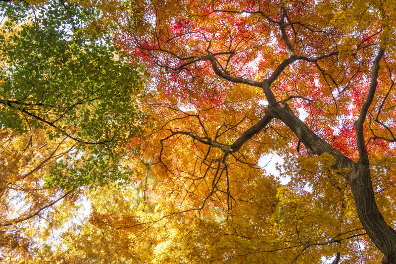 秋色斑斓树冠图片