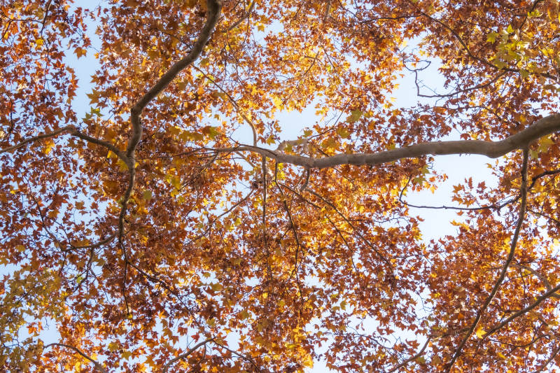 秋叶纷飞 树影婆娑图片