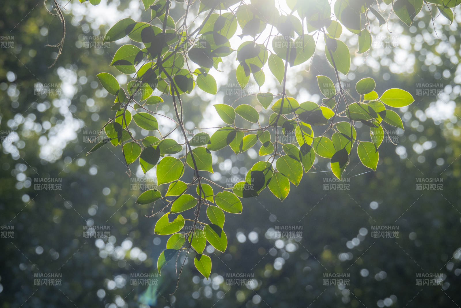 阳光穿透绿叶图片