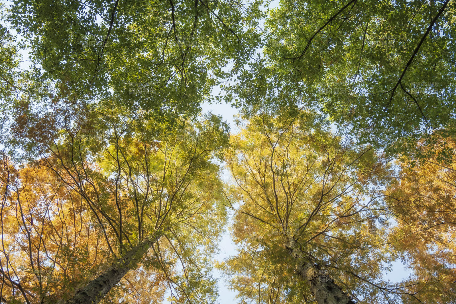秋林仰望图片