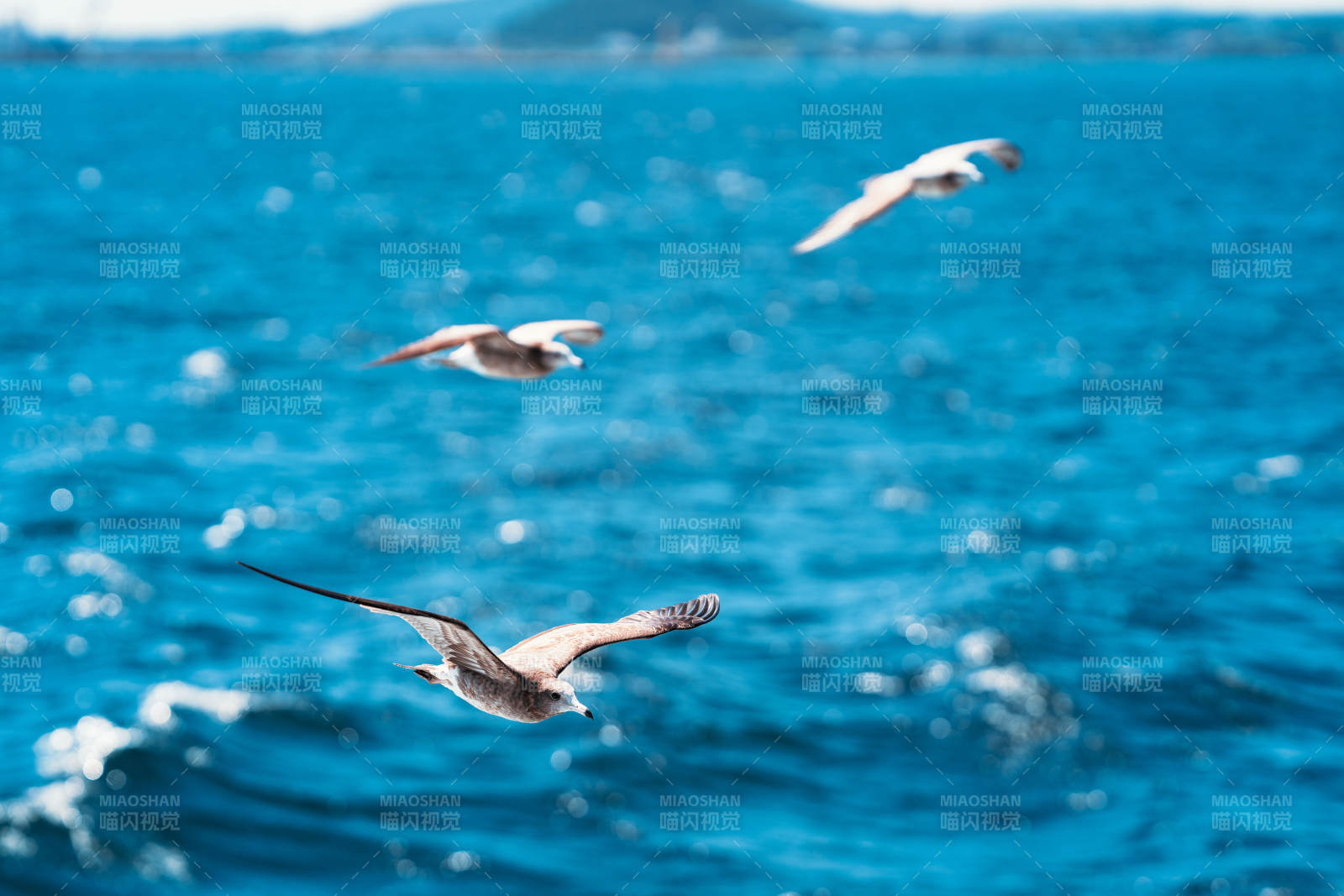 海鸥翱翔碧海图片