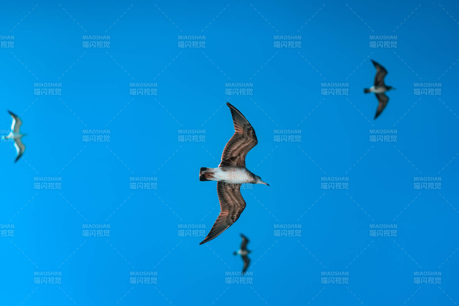 海鸟翱翔蓝天图片