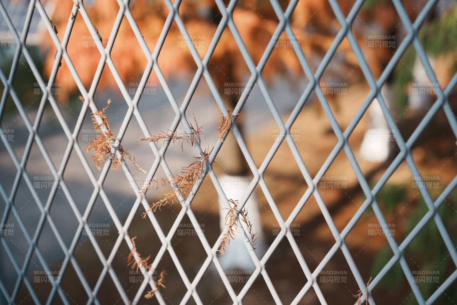 飘落在铁丝网上的枯枝图片