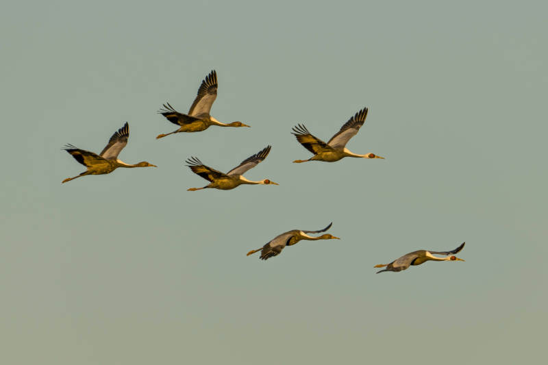 飞鸟成群翱翔天际图片