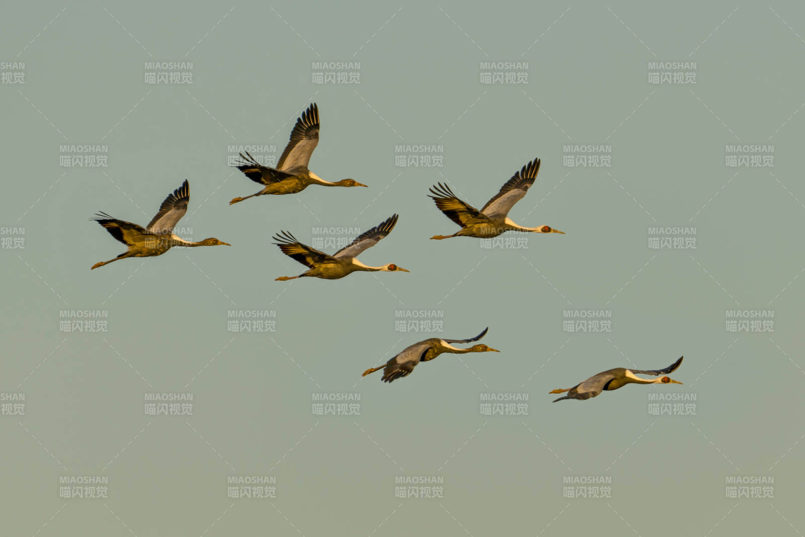 飞鸟成群翱翔天际图片