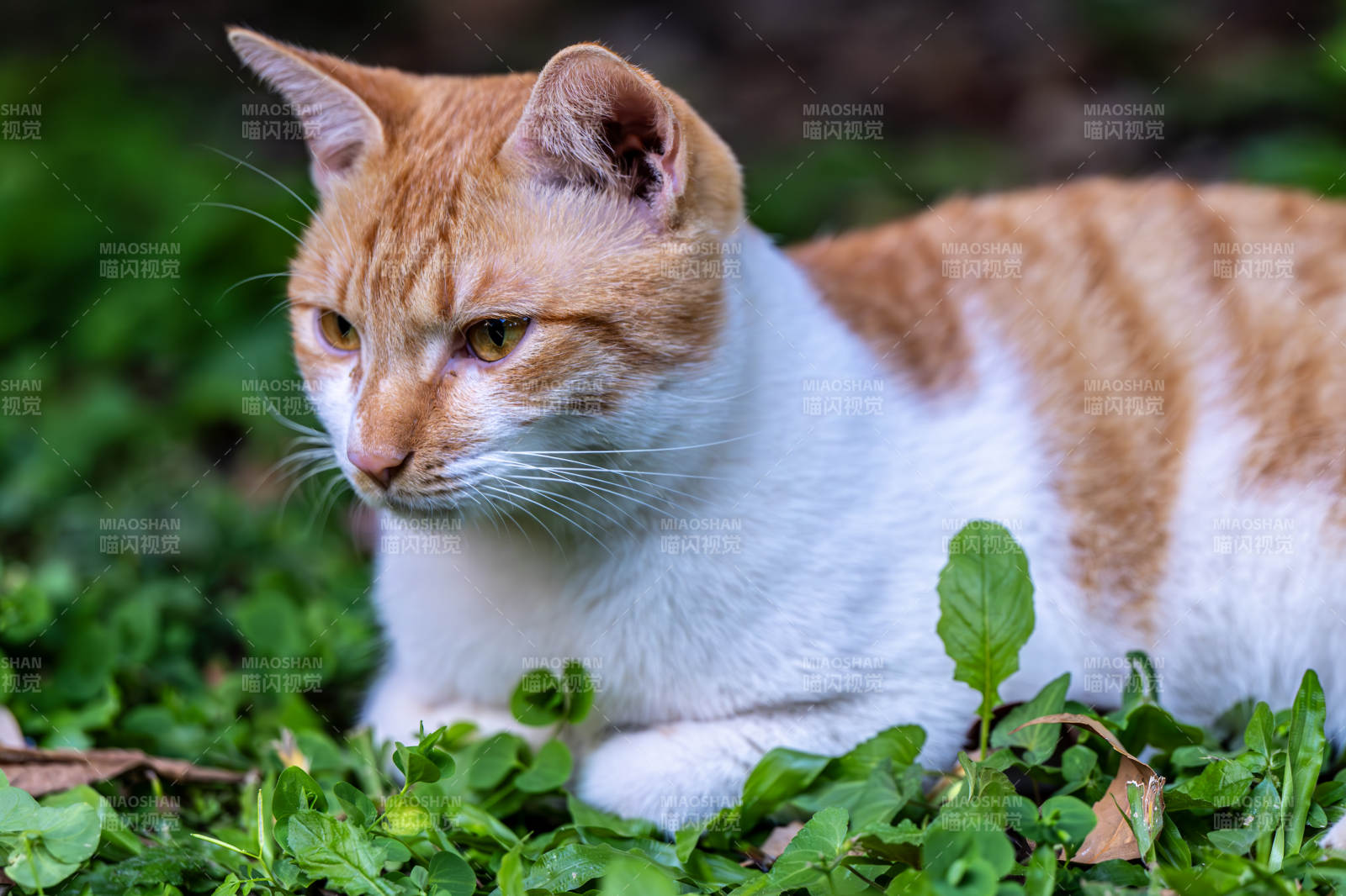 橙白猫卧草丛图片