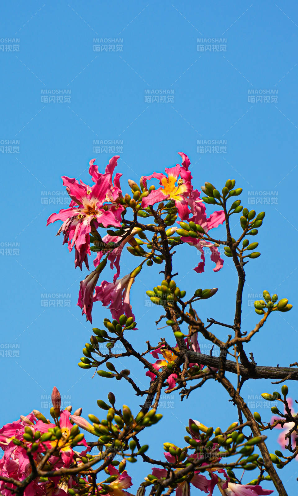 粉色异木棉映蓝天图片