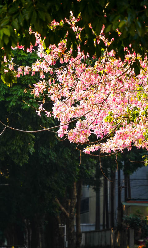 广州异木棉绽放枝头图片
