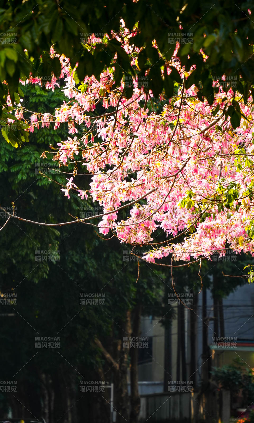 广州异木棉绽放枝头图片