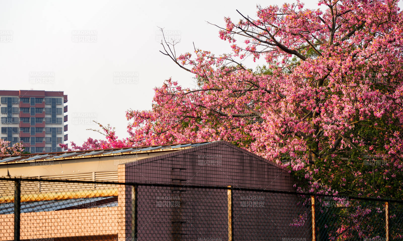 广州异木棉盛放图片