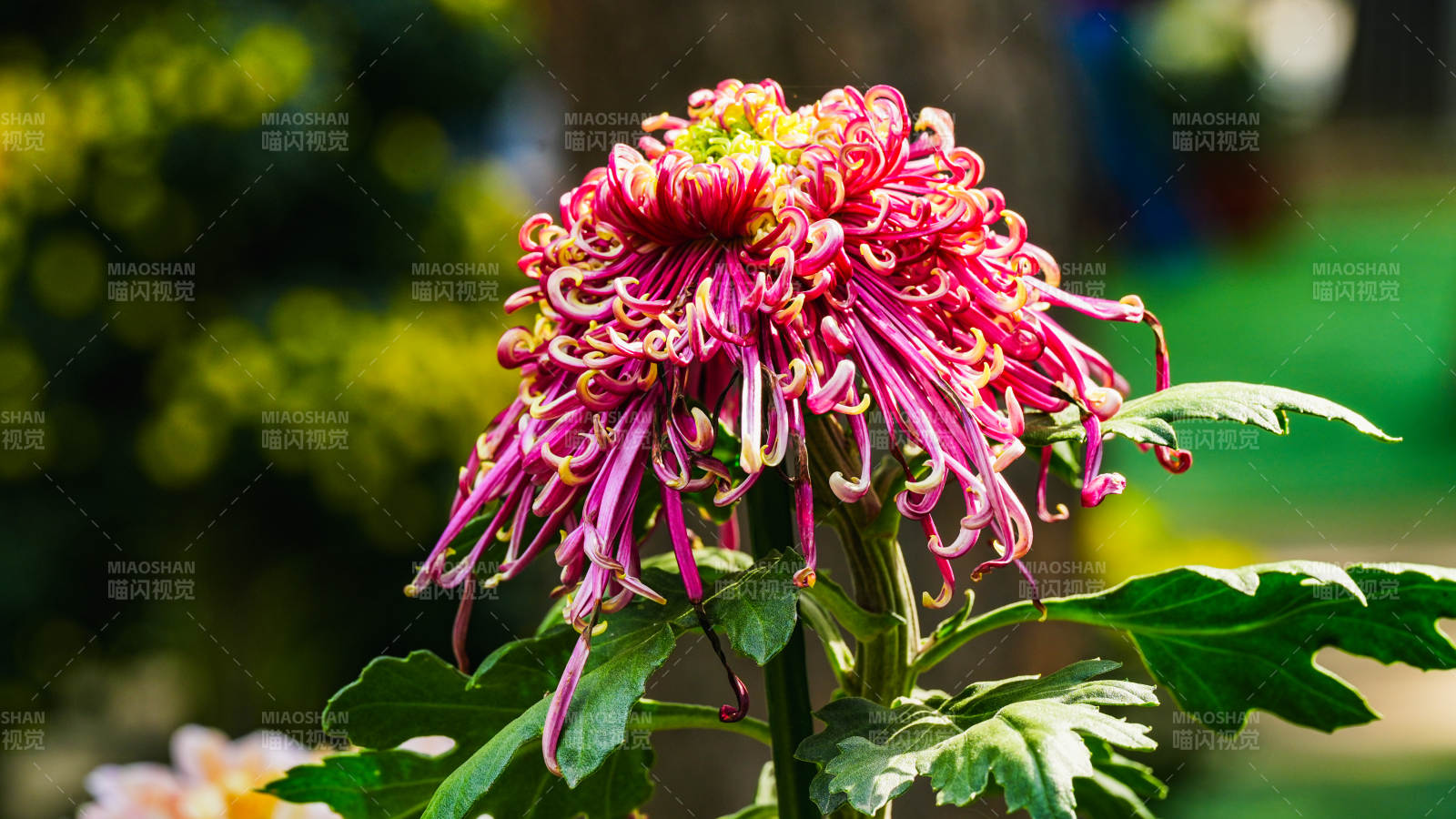 绚丽菊花绽放图片