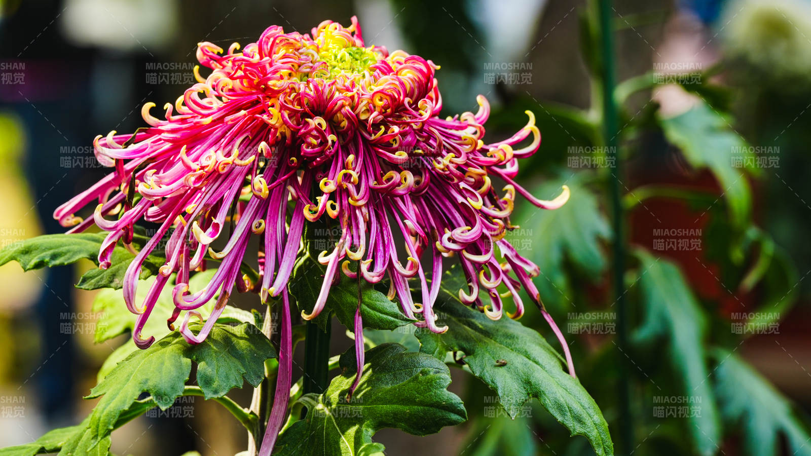 绚丽菊花绽放图片