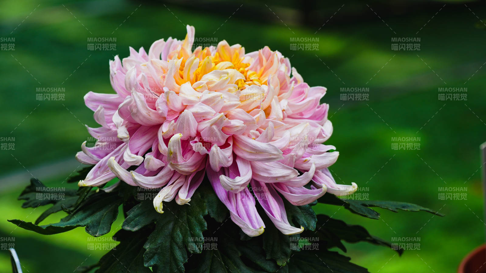 粉黄菊花绽放图片