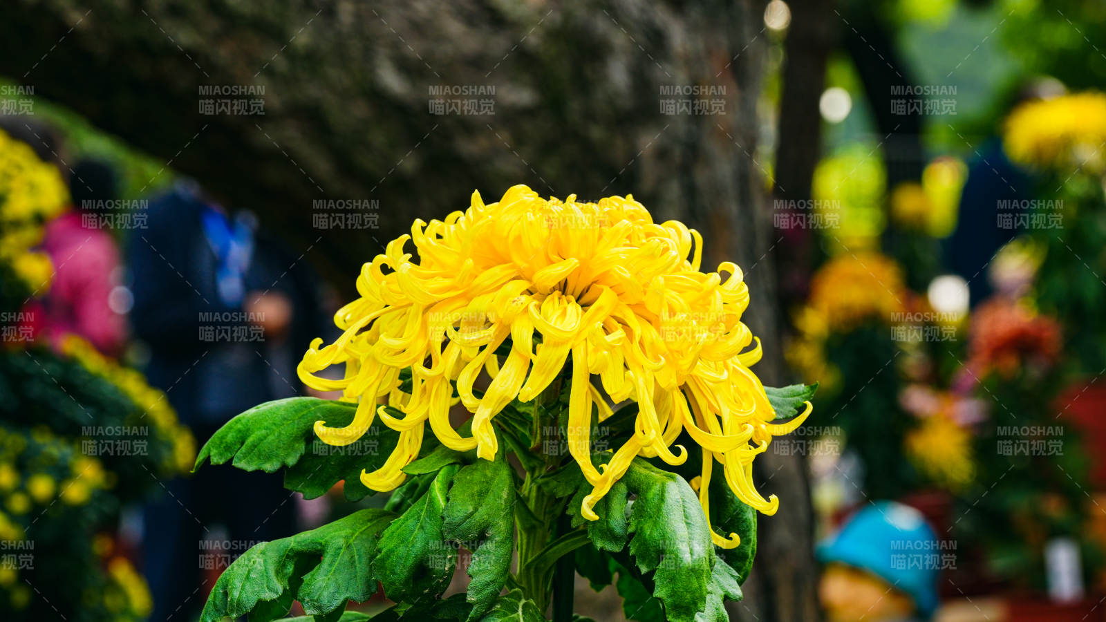 金菊绽放 春意盎然图片