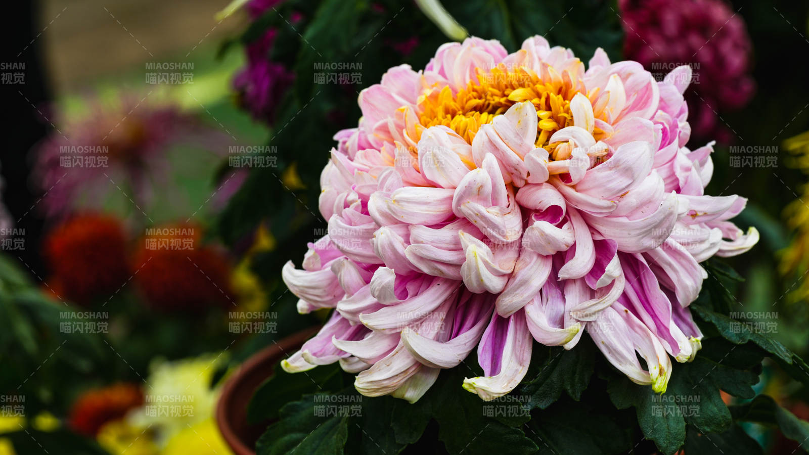 粉菊绽放 娇艳欲滴图片