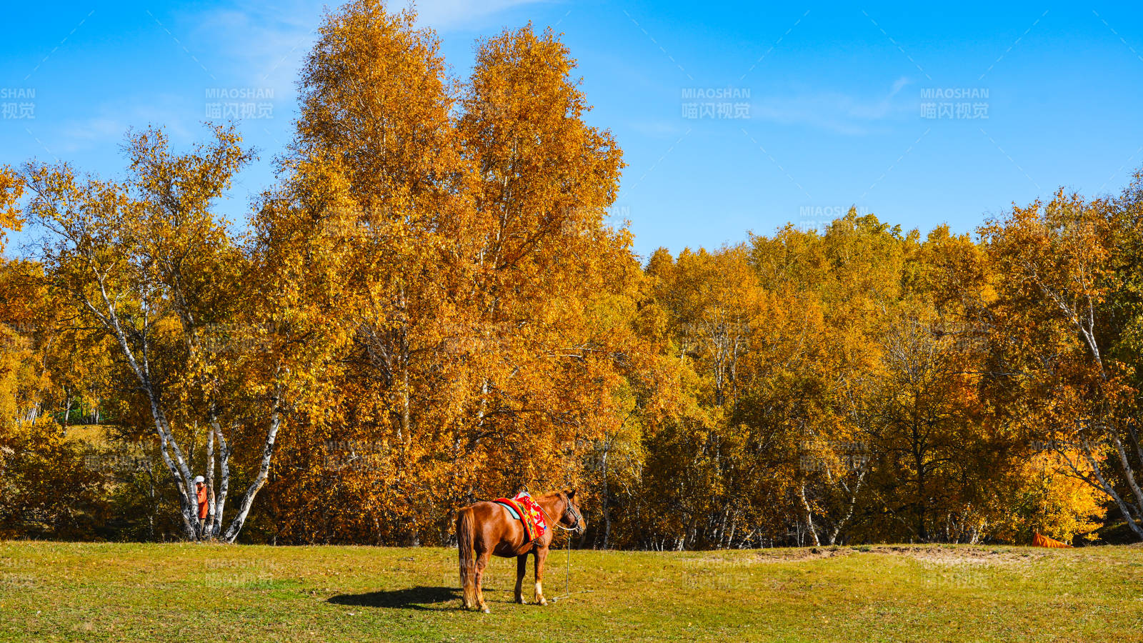 乌兰布统秋林中的马图片