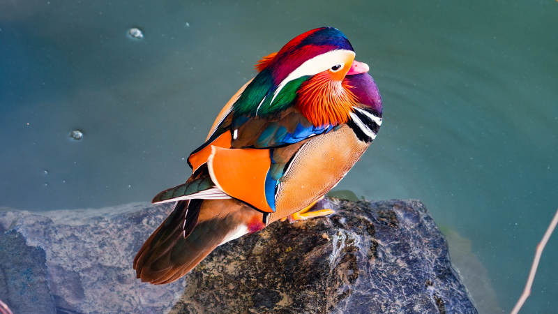 鸳鸯栖息岩石上图片